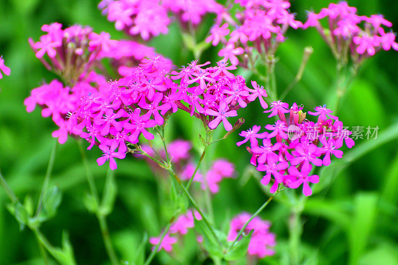 Silene armeria /甜美的William Catchfly:花